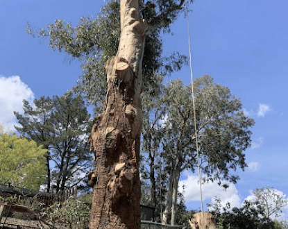 TREE REMOVAL
