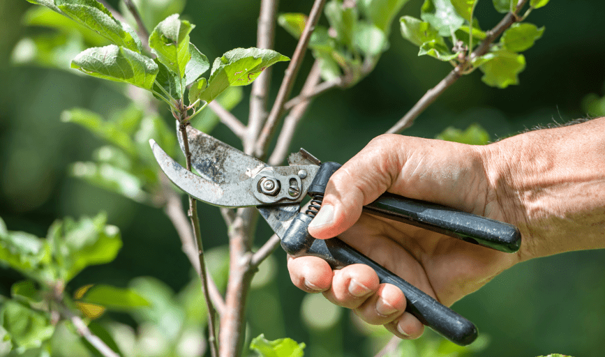 Mady's Tree Care